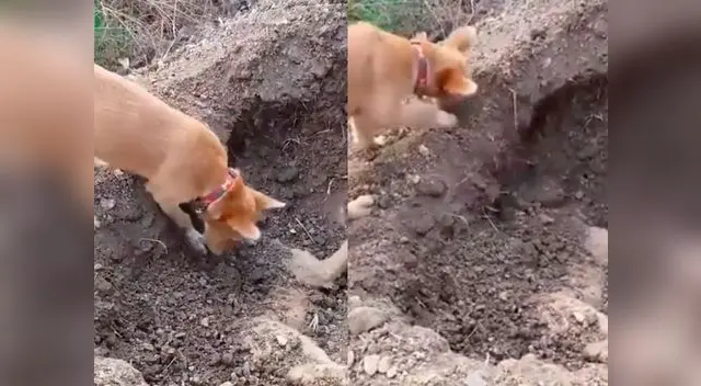 Perro conmueve al enterrar a su compañero Perro conmueve al enterrar a su compañero