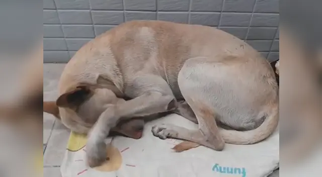 Historia conmovió a usuarios de Facebook