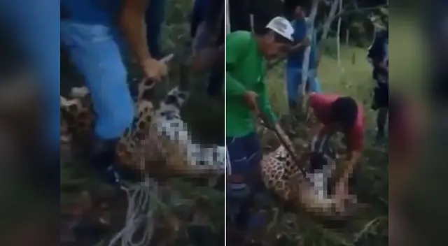 Pobladores argumentan que el otorongo se comía a sus animales