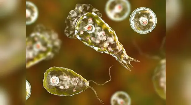 Todo lo que debes saber sobre la ameba come cerebros 