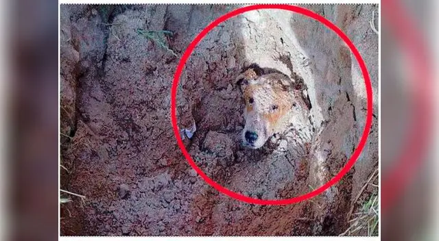 Perrita fue enterrada viva y luego rescatada Perrita fue enterrada viva y luego rescatada