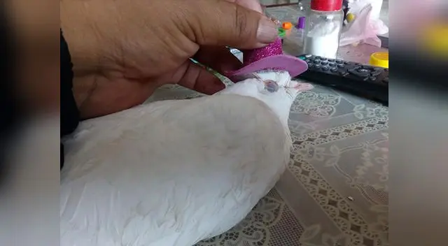 A través de Facebook hicieron denuncia del maltrato animal