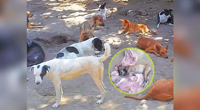 Perritos están graves