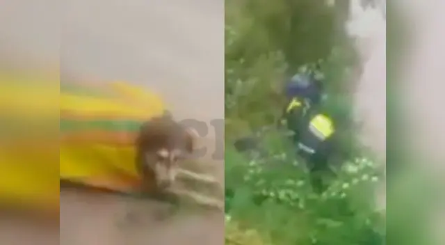 Rescatan perrito de aguas del río Huatanay Rescatan perrito de aguas del río Huatanay