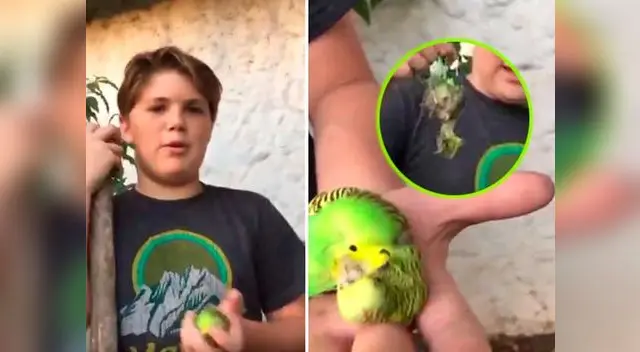 Descansa en paz, Chimuelo Descansa en paz, Chimuelo