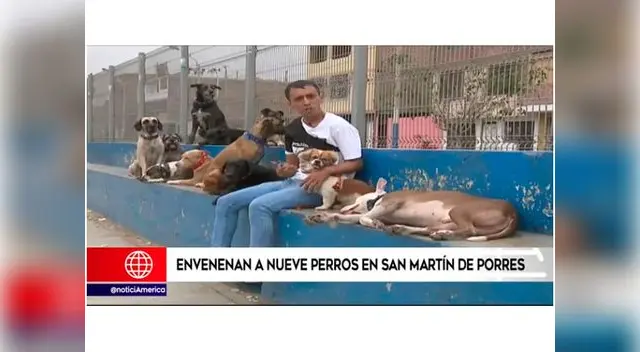 Mataron a los nueve canes del entrenador de perros en SMP Mataron a los nueve canes del entrenador de perros en SMP
