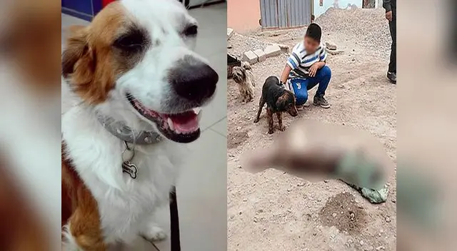 Hombre ebrio mató a perro a balazos en San Martín de Porres Hombre ebrio mató a perro a balazos en San Martín de Porres