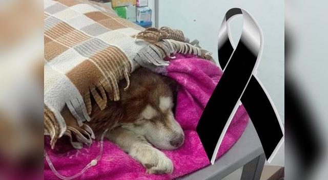 Murió “Sumac Tika” tras rescatada de un rio de Cusco