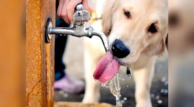 Es importante mantenerlos hidratados y en ambientes frescos Es importante mantenerlos hidratados y en ambientes frescos