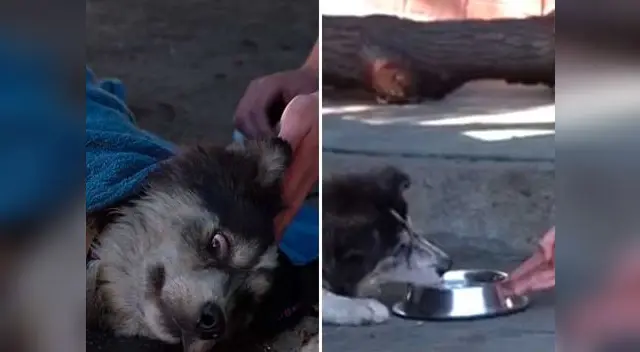 Chicos Badabun salvaron a perrito de las calles Chicos Badabun salvaron a perrito de las calles