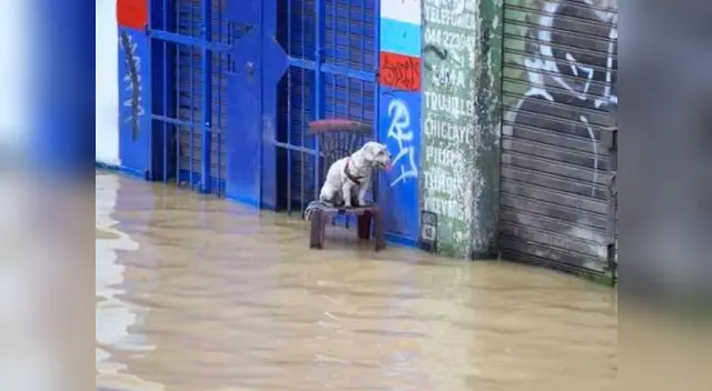 El gran aniego que se ha producido en SJL se manifestó este domingo