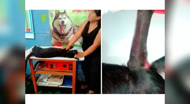 Perrito fue asesinado a patadas por ladrones