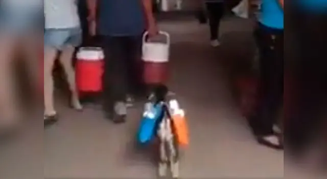 Video viral en Facebook muestra como el pequeño animal va cargando vasos de plástico 