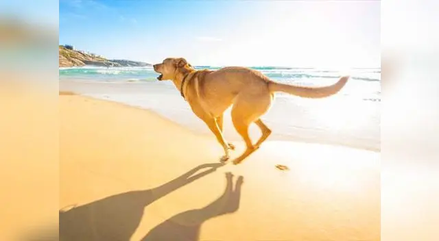 Disfruta este verano con tu mascota Disfruta este verano con tu mascota