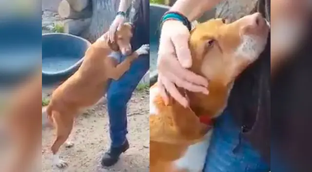 Perrita conmovió a todos con su tierna actitud
