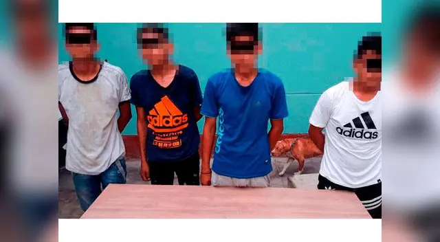 "La Jauría" usaba pitbulls para sus atracos en Trujillo "La Jauría" usaba pitbulls para sus atracos en Trujillo