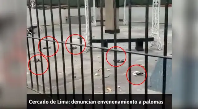 Denuncian envenenamiento a palomas Denuncian envenenamiento a palomas