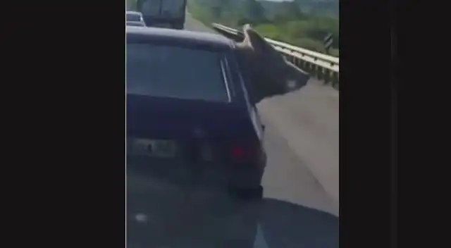 El sorprendente viaje de un oso dentro de un auto