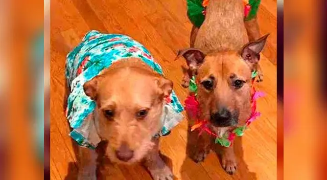 Perrito encontró a su hermano gemelo