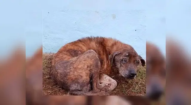 Perrito fue maltratado por su amo