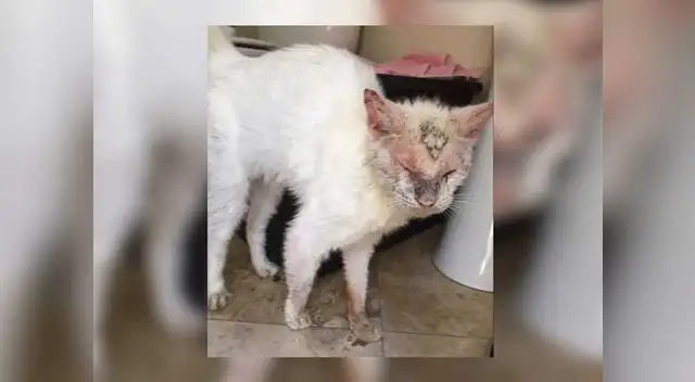 Mujer rescató a gatito y se sorprendió con este detalle
