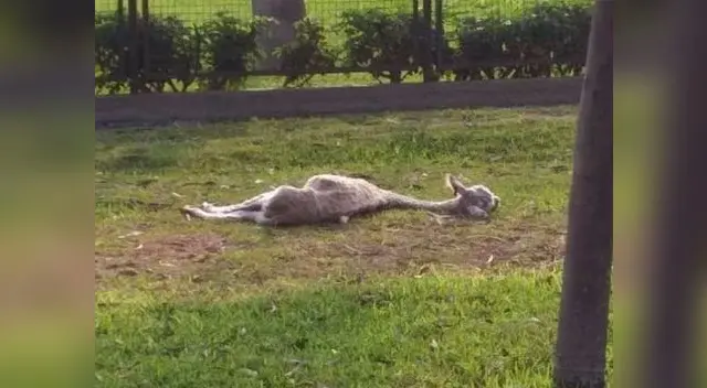 Municipalidad de Lima responde denuncia sobre presunto caso de maltrato animal Municipalidad de Lima responde denuncia sobre presunto caso de maltrato animal