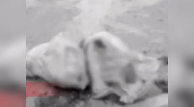 Hallan cadáveres de madre e hijo en costales Hallan cadáveres de madre e hijo en costales