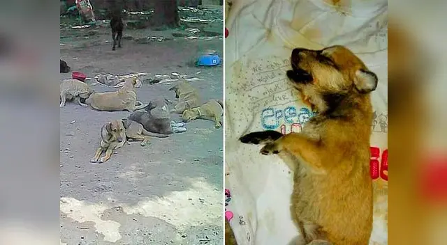 Desnaturalizados abusaron de mascotas en refugio Desnaturalizados abusaron de mascotas en refugio