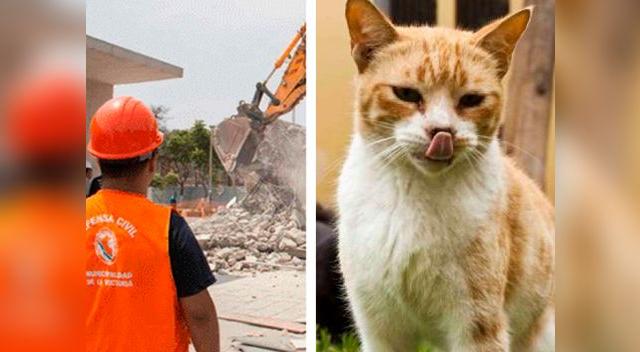 Plaza Manco Cápac, hogar de decenas de gatos callejeros fue demolida Plaza Manco Cápac, hogar de decenas de gatos callejeros fue demolida