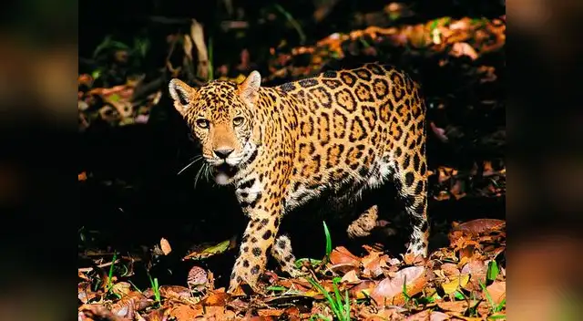 Otorongos escaparon de reserva 