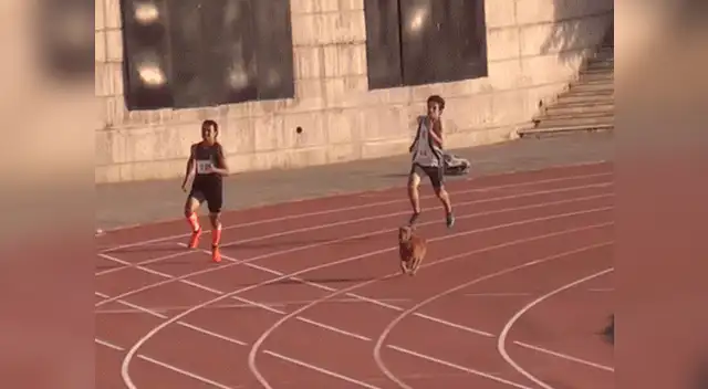 Graban a perro callejero entrando a carrera de atletismo