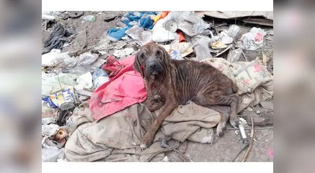 Perrita moribunda en Arequipa
