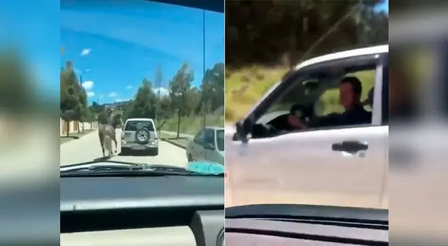 Caballo es atado en carro y usuario lo denuncia en redes Caballo es atado en carro y usuario lo denuncia en redes