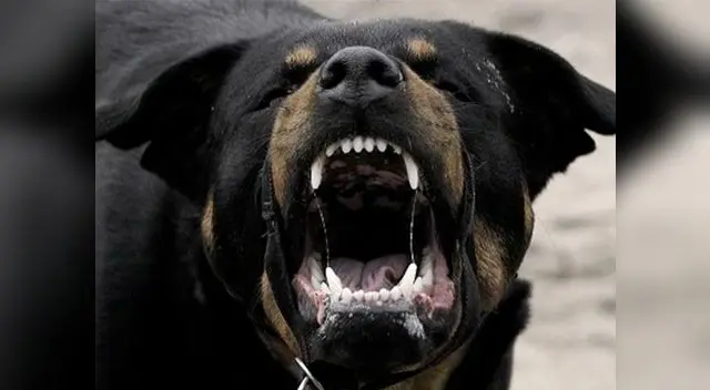 perro de raza rottweiler protagonizó un penoso hecho al morder brutalmente a una menor de 4 años