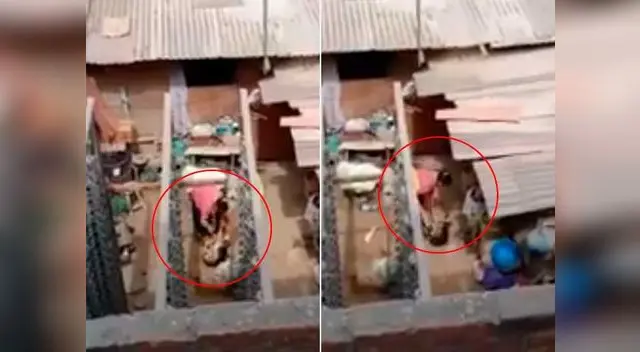 Cachorra sufría maltratos