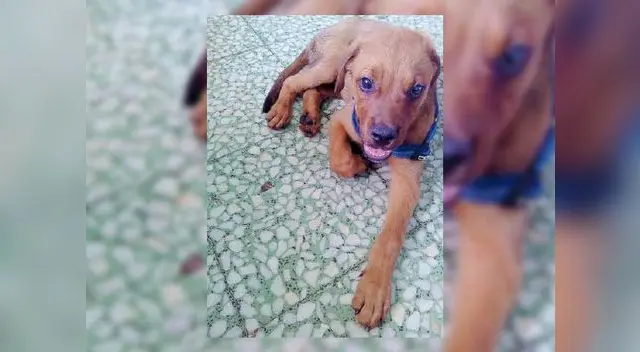 Revisa si tu perro sangra o tiene heridas en la boca o lengua Revisa si tu perro sangra o tiene heridas en la boca o lengua