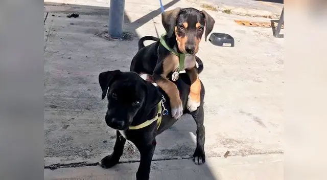Perritos son los nuevos vigilantes de agencia de autos