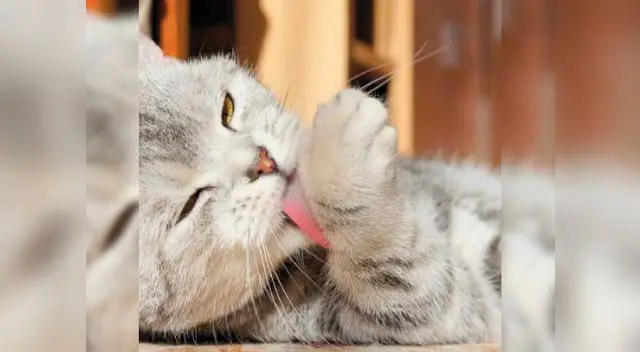 Las bolas de pelo pueden superar los 12 centímetros de diámetro Las bolas de pelo pueden superar los 12 centímetros de diámetro