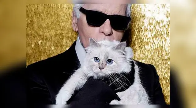 Gatita tiene miles de seguidores en Twitter e Intagram Gatita tiene miles de seguidores en Twitter e Intagram