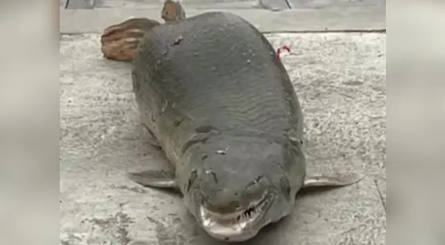 Personas que lo vieron quedaron aterrados