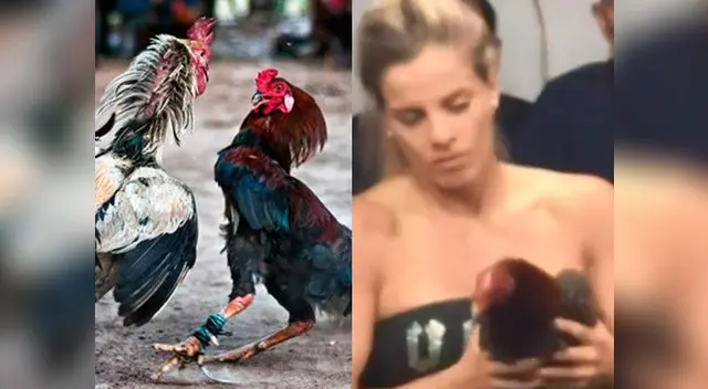 Alejandra Baigorria desata indignación por apostar en pelea de gallos