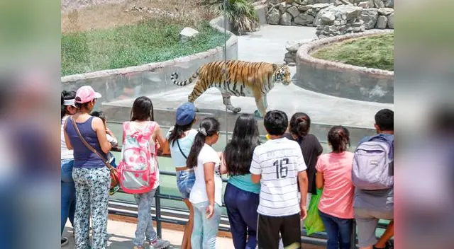 El aumento de las tarifas en el Parque de las Leyendas continúan desde la gestión de Susana Villarán El aumento de las tarifas en el Parque de las Leyendas continúan desde la gestión de Susana Villarán