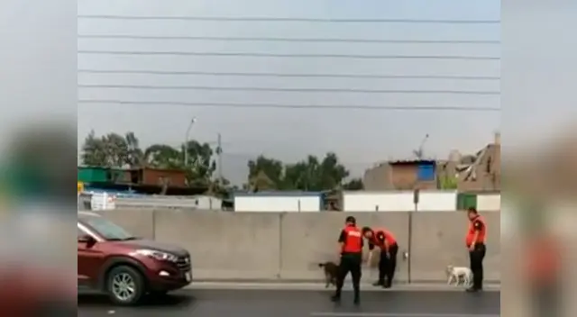 Video publicado en Facebook muestra como los efectivos auxilian a los animales, que se encontraban aterrados Video publicado en Facebook muestra como los efectivos auxilian a los animales, que se encontraban aterrados