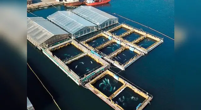 Vladimir Putin tiene en Rusia la mayor cárcel de ballenas del mundo
