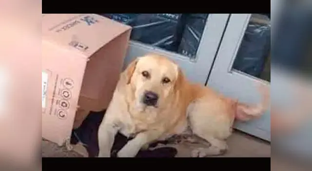 La mascota llamado "Toto" es un labrador de seis años que vivía solo son su dueño La mascota llamado "Toto" es un labrador de seis años que vivía solo son su dueño