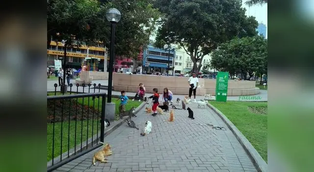El desalojo de gatos de la Videna le costó seis mil soles a la FPF