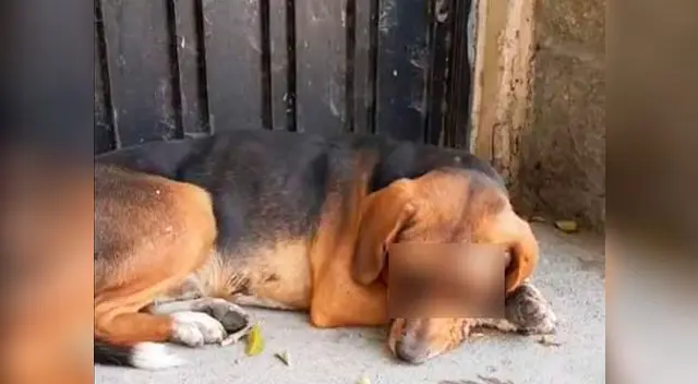 Caso de maltrato animal indigna a usuarios en las redes sociales