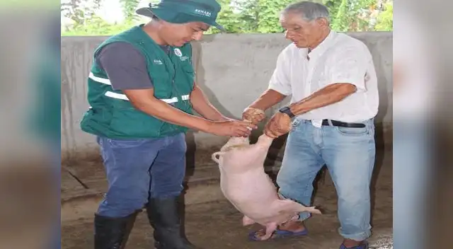 Vacunan ganado para prevenir enfermedades