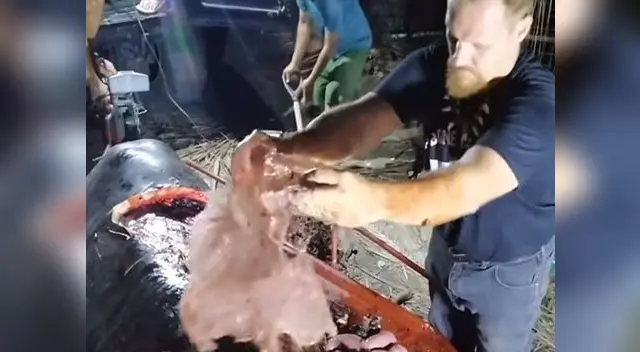 Ballena tenía en su estómago más de 40 kilos de plástico Ballena tenía en su estómago más de 40 kilos de plástico