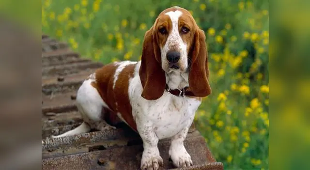Los perros odian de ti que no les escuches: que estén durante largos minutos diciéndote qué quieren conseguir de ti Los perros odian de ti que no les escuches: que estén durante largos minutos diciéndote qué quieren conseguir de ti
